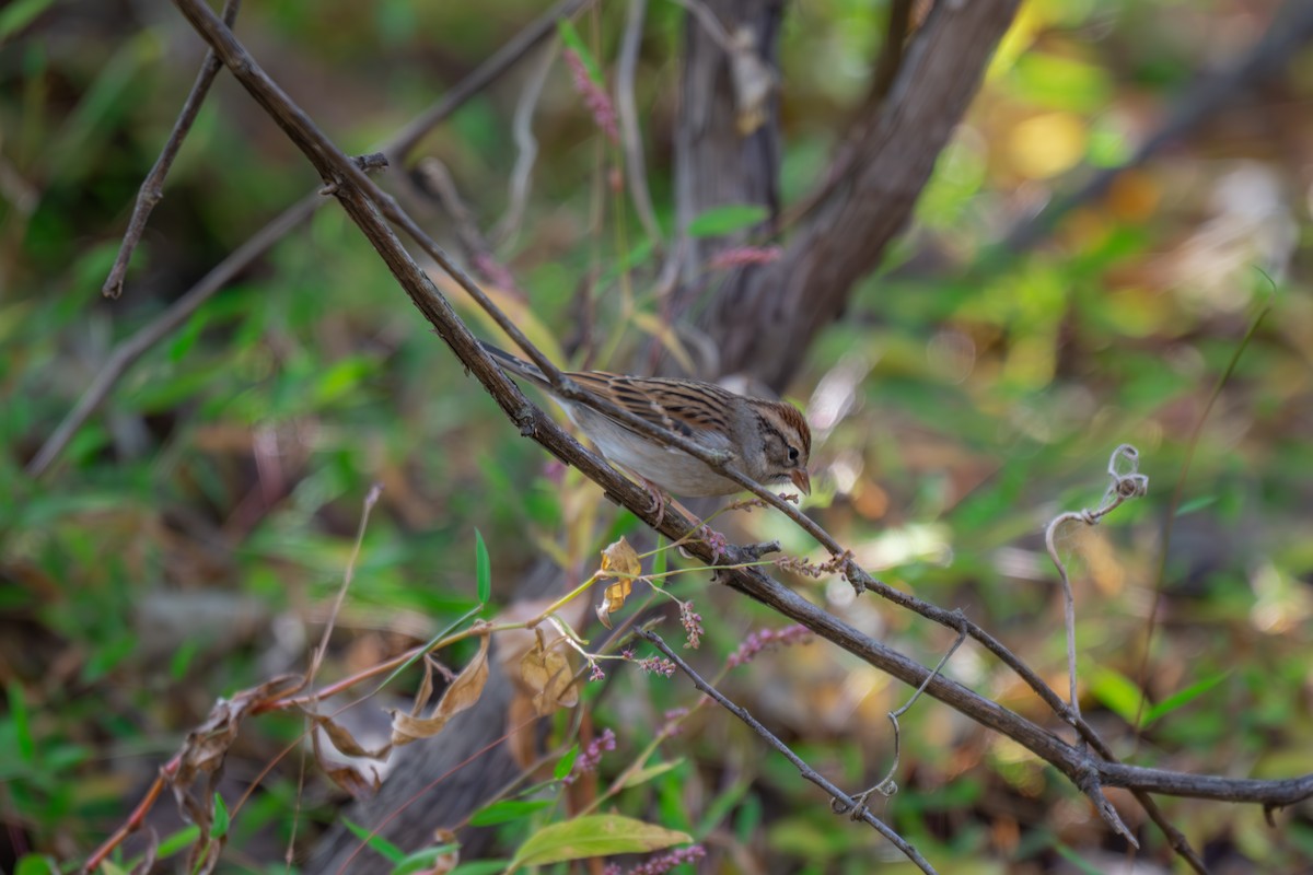 Swamp Sparrow - ML644279592