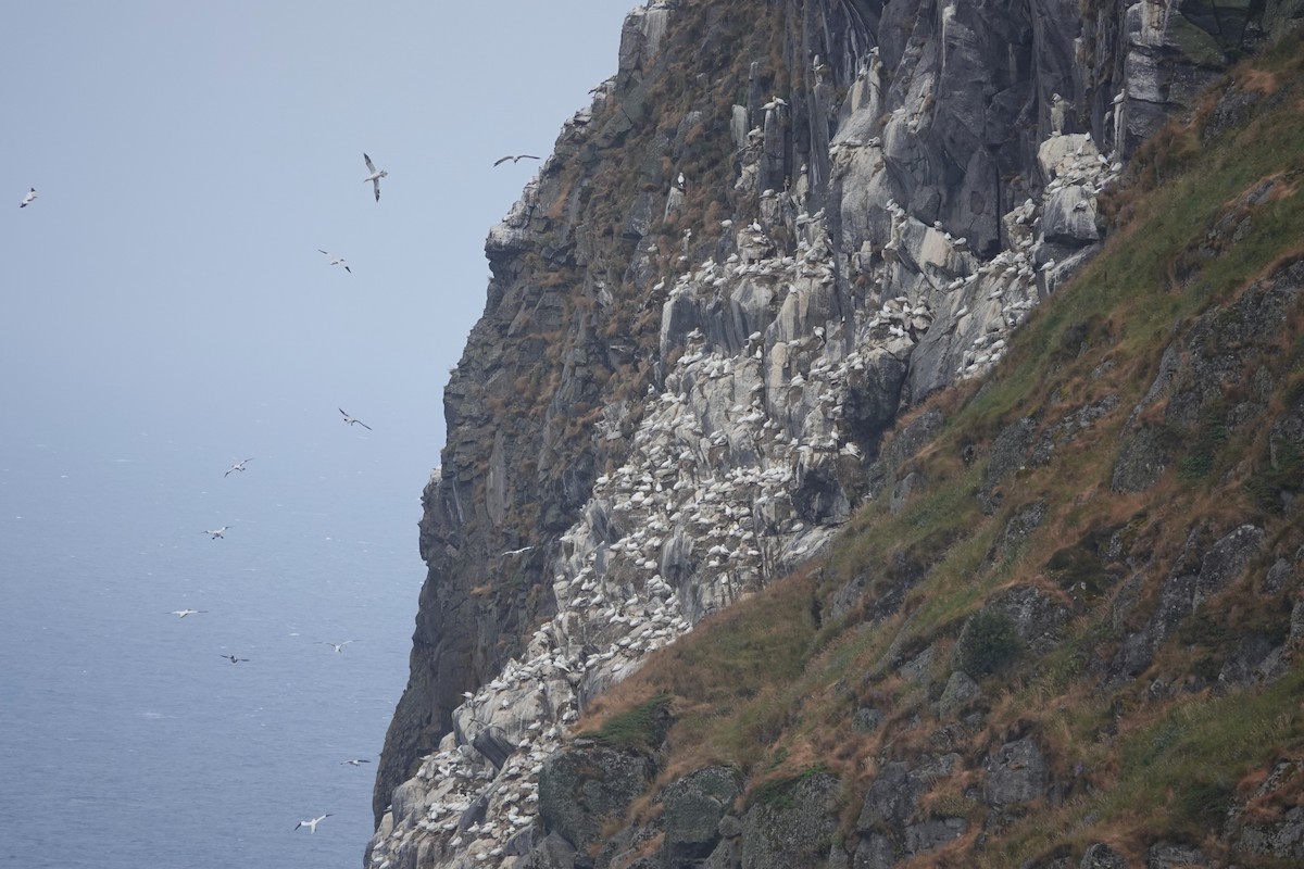 Northern Gannet - ML644279593