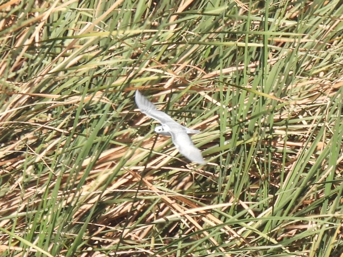 Whiskered Tern - ML644279594