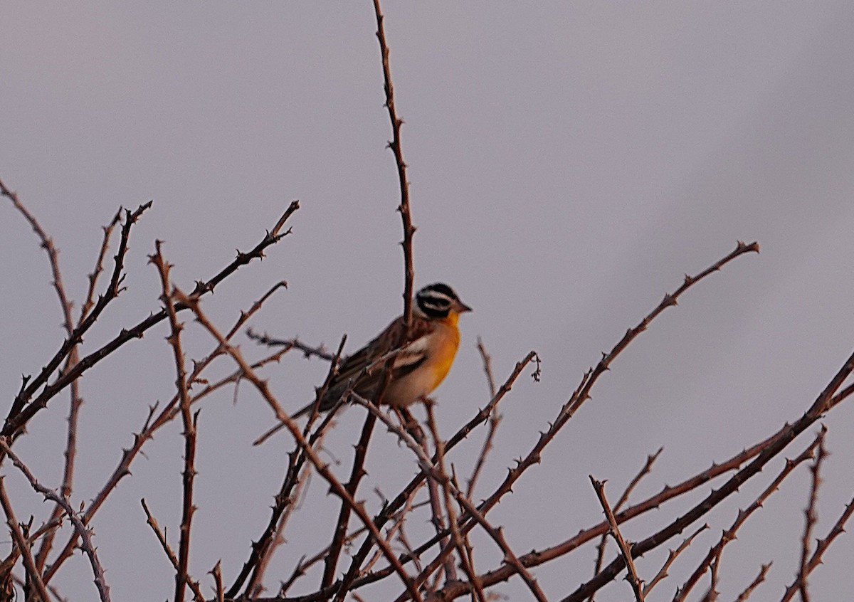 Golden-breasted Bunting - ML644279598