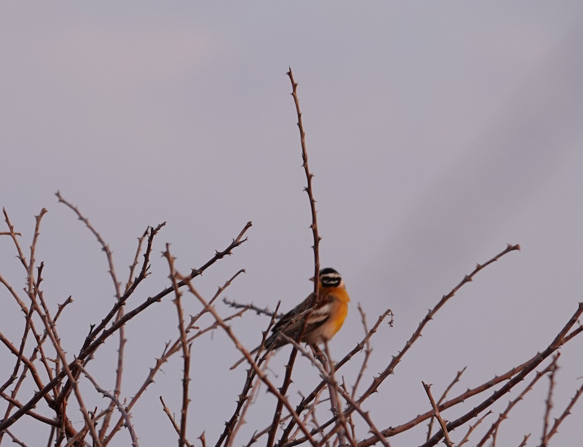 Golden-breasted Bunting - ML644279599