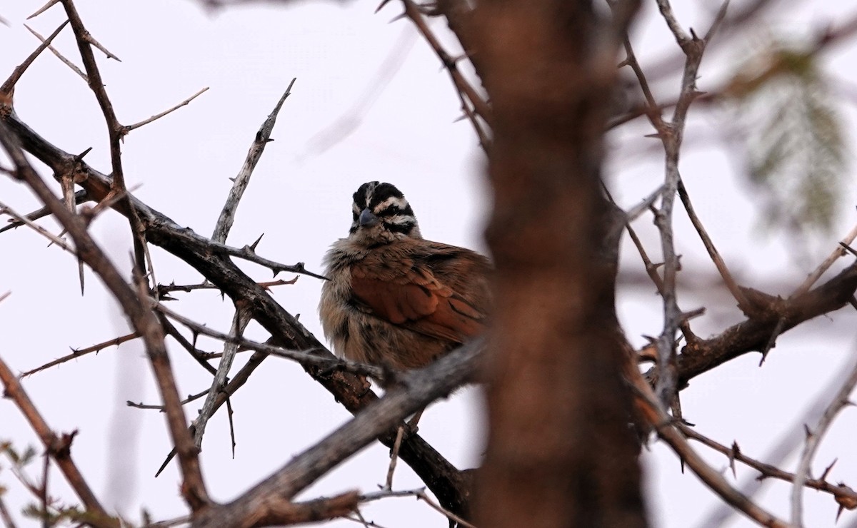 Golden-breasted Bunting - ML644279600