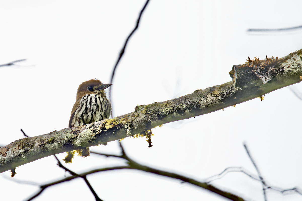 Lanceolated Monklet - ML644279607