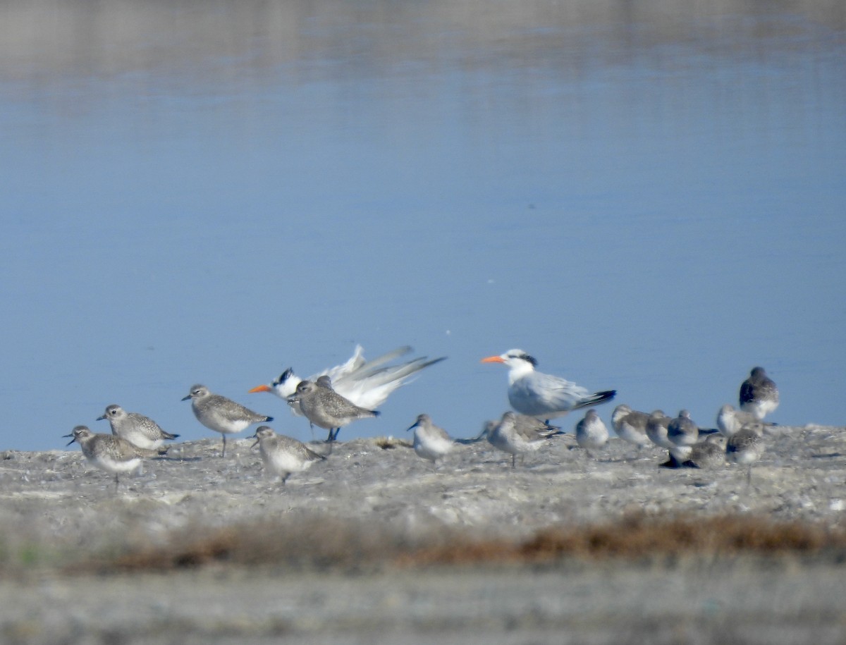 Royal Tern - ML644279609