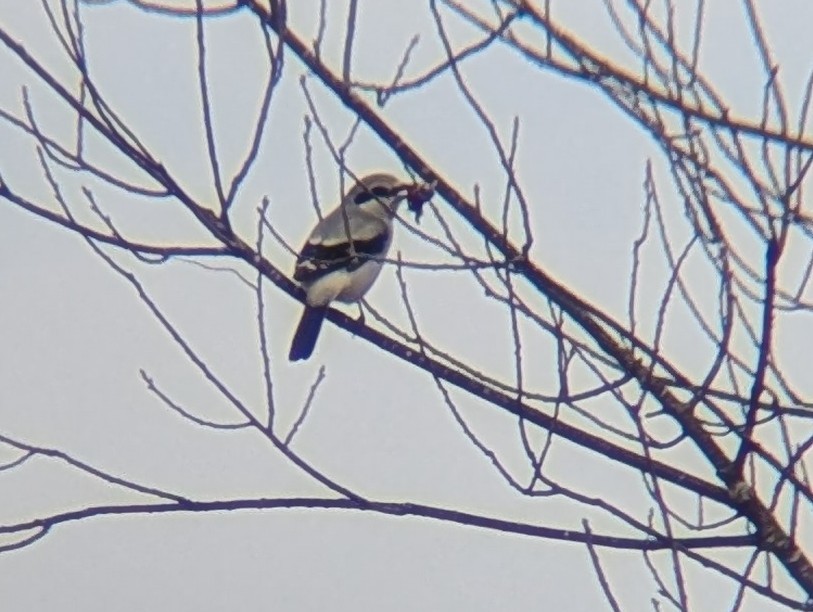 Northern Shrike - ML644279614