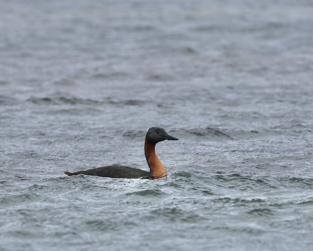 spyddykker - ML644279615