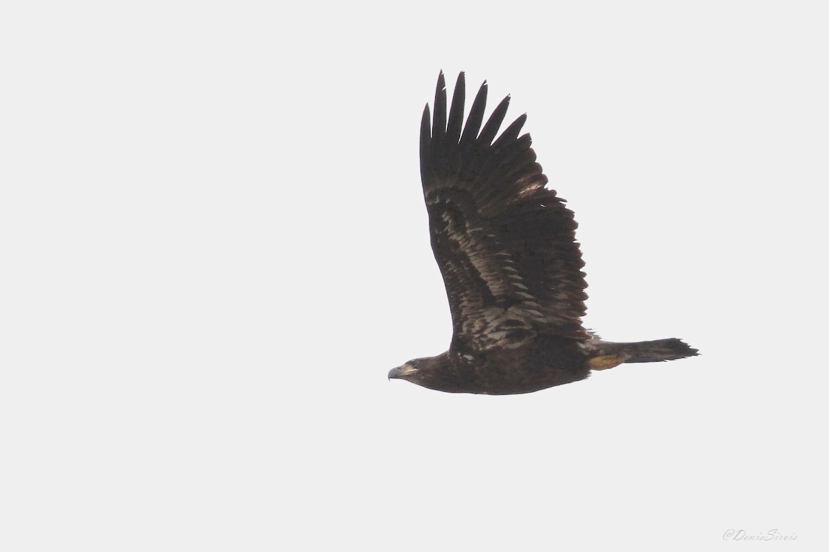 עיטם לבן-ראש - ML644279618