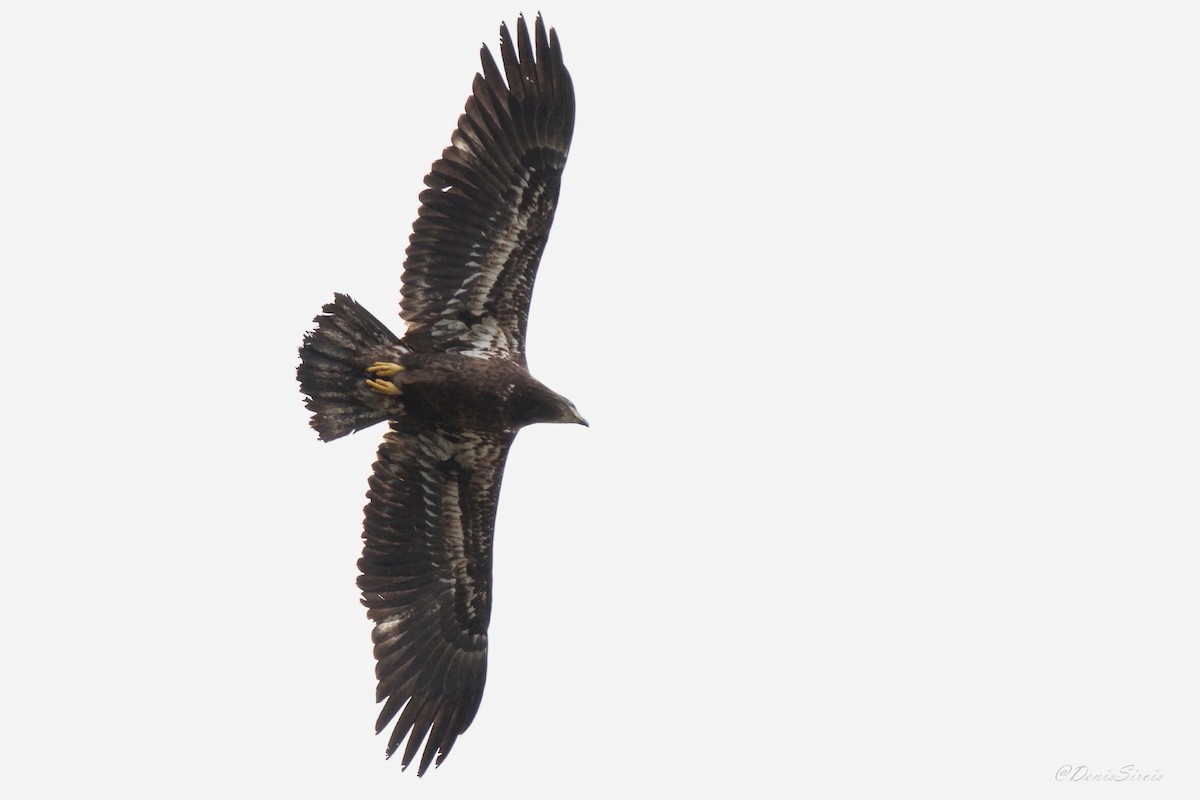 עיטם לבן-ראש - ML644279619