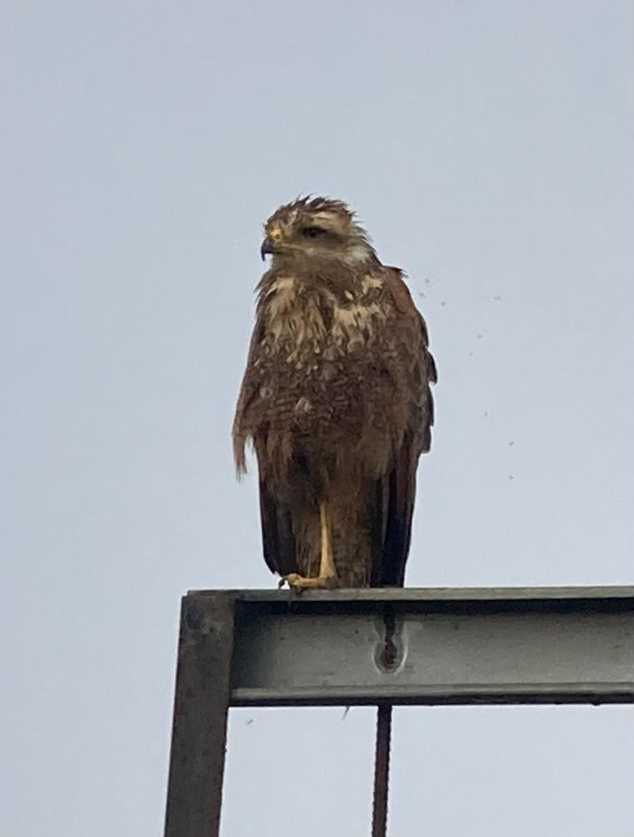 Savanna Hawk - ML644279622