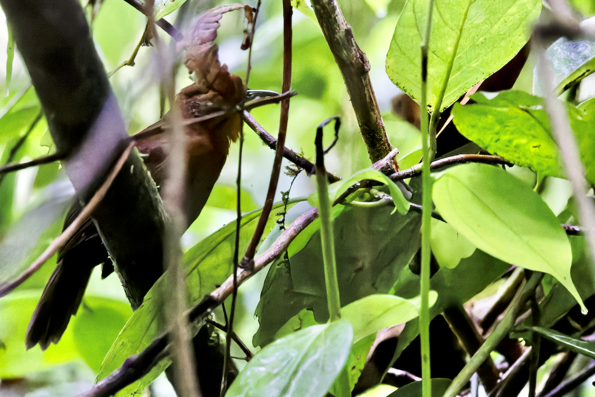 Ruddy Foliage-gleaner - ML644279626