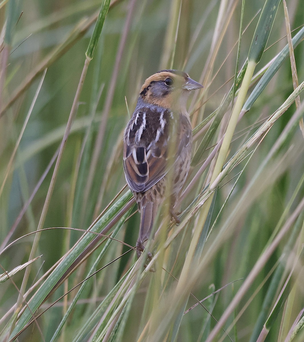 ネルソントゲオヒメドリ - ML644279629