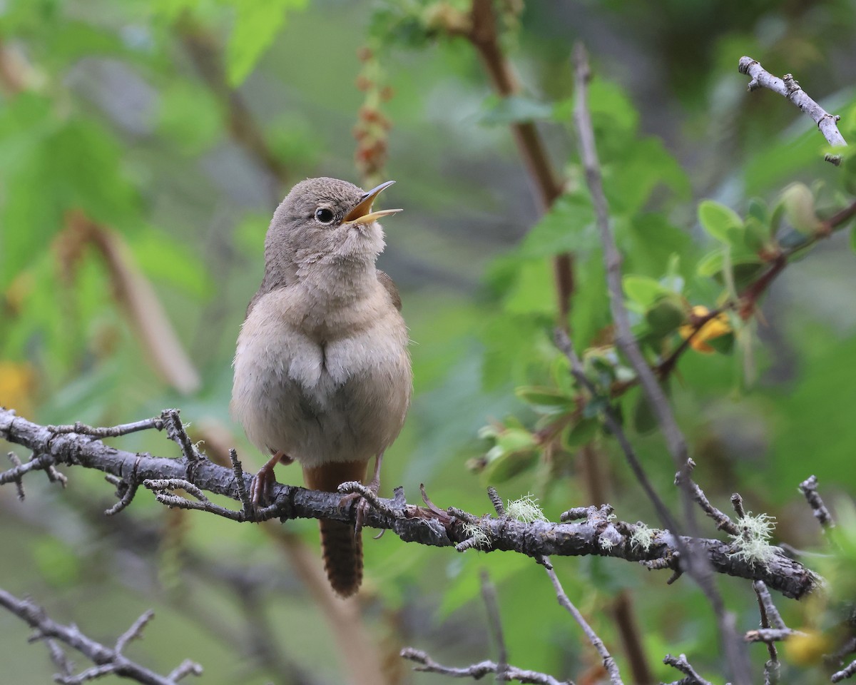 Southern House Wren - ML644279637