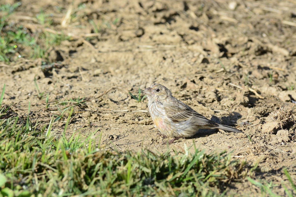 House Finch (Common) - ML644279638