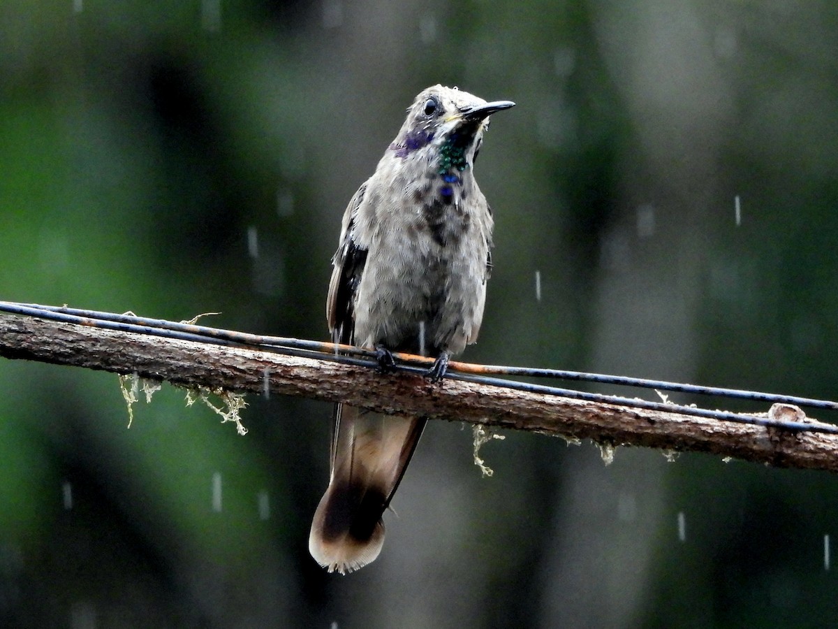 Бурый фиалкоух - ML644279639