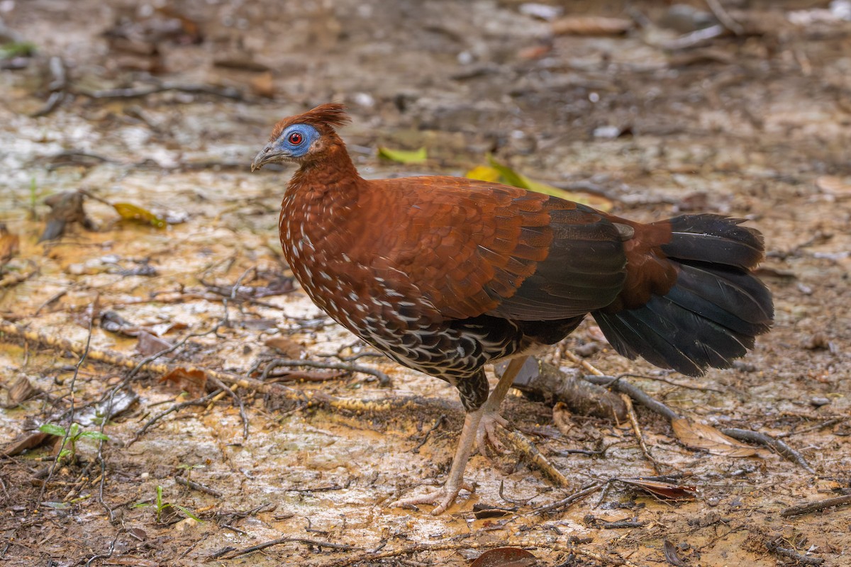 Bornean Crested Fireback - ML644279641