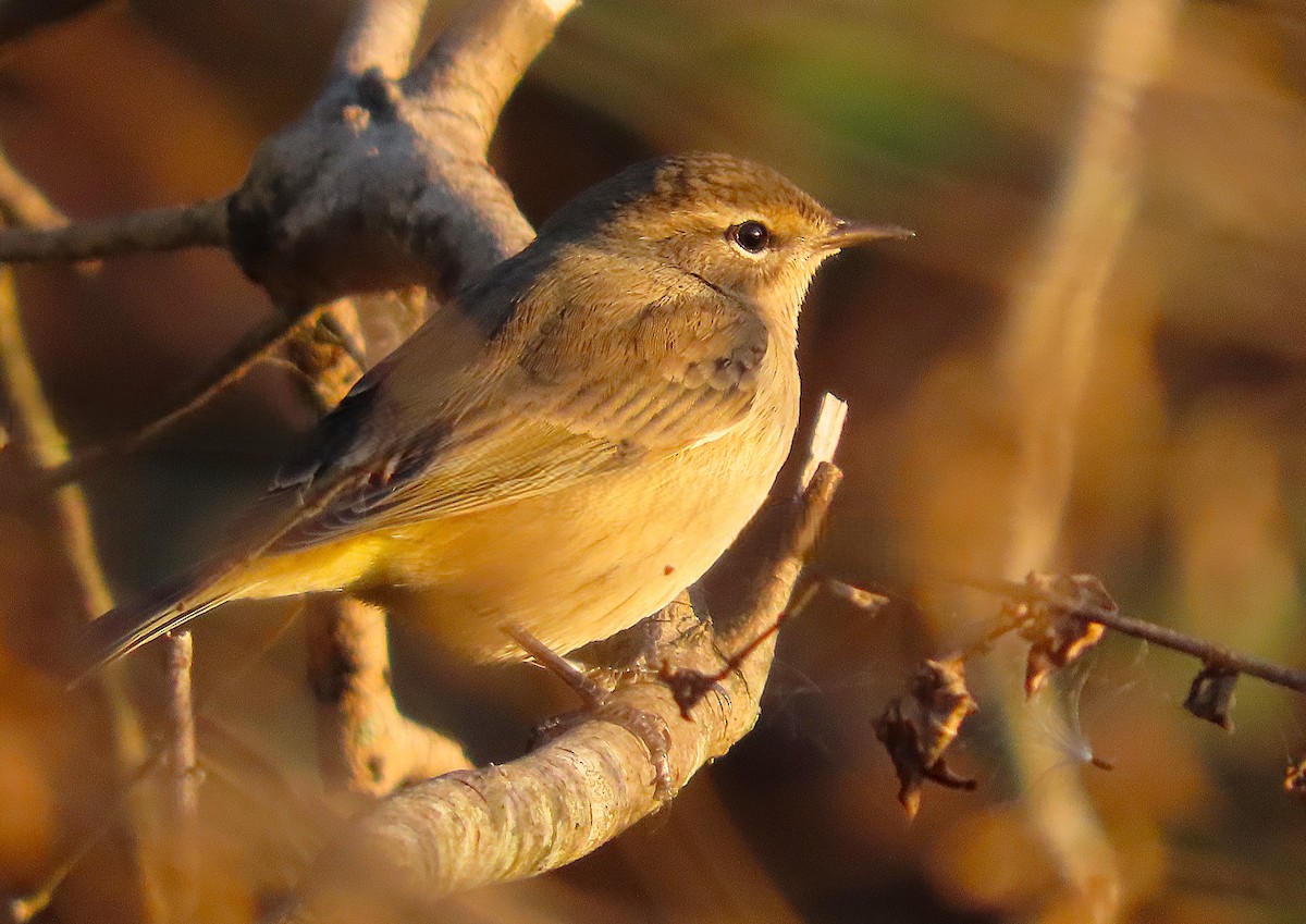 Palm Warbler - ML644279642