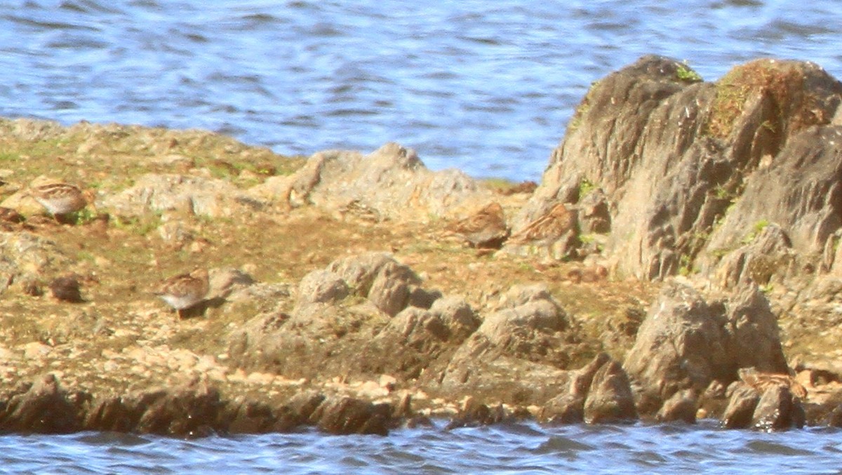 Istingor arrunta - ML644279645