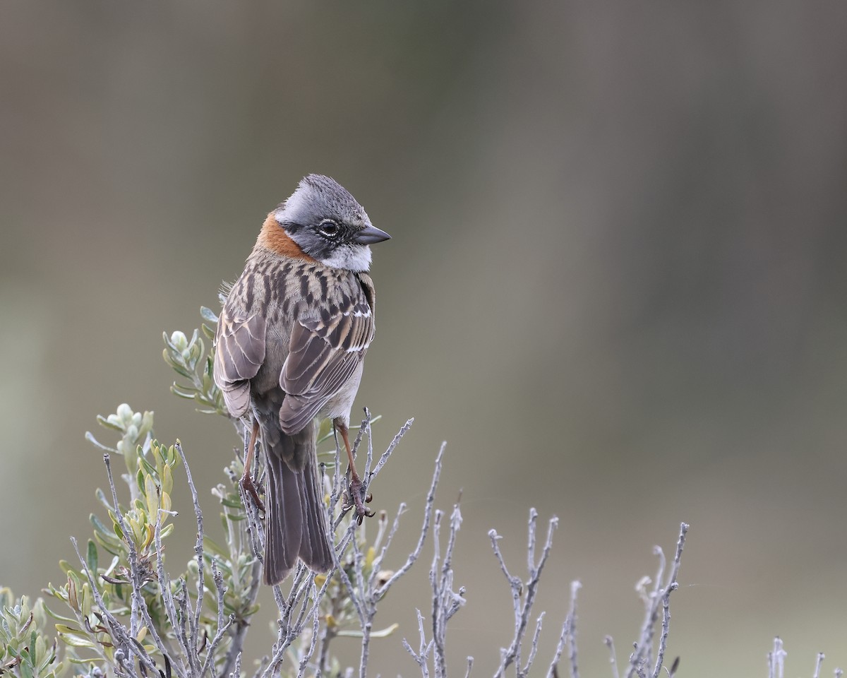 Rufous-collared Sparrow - ML644279647