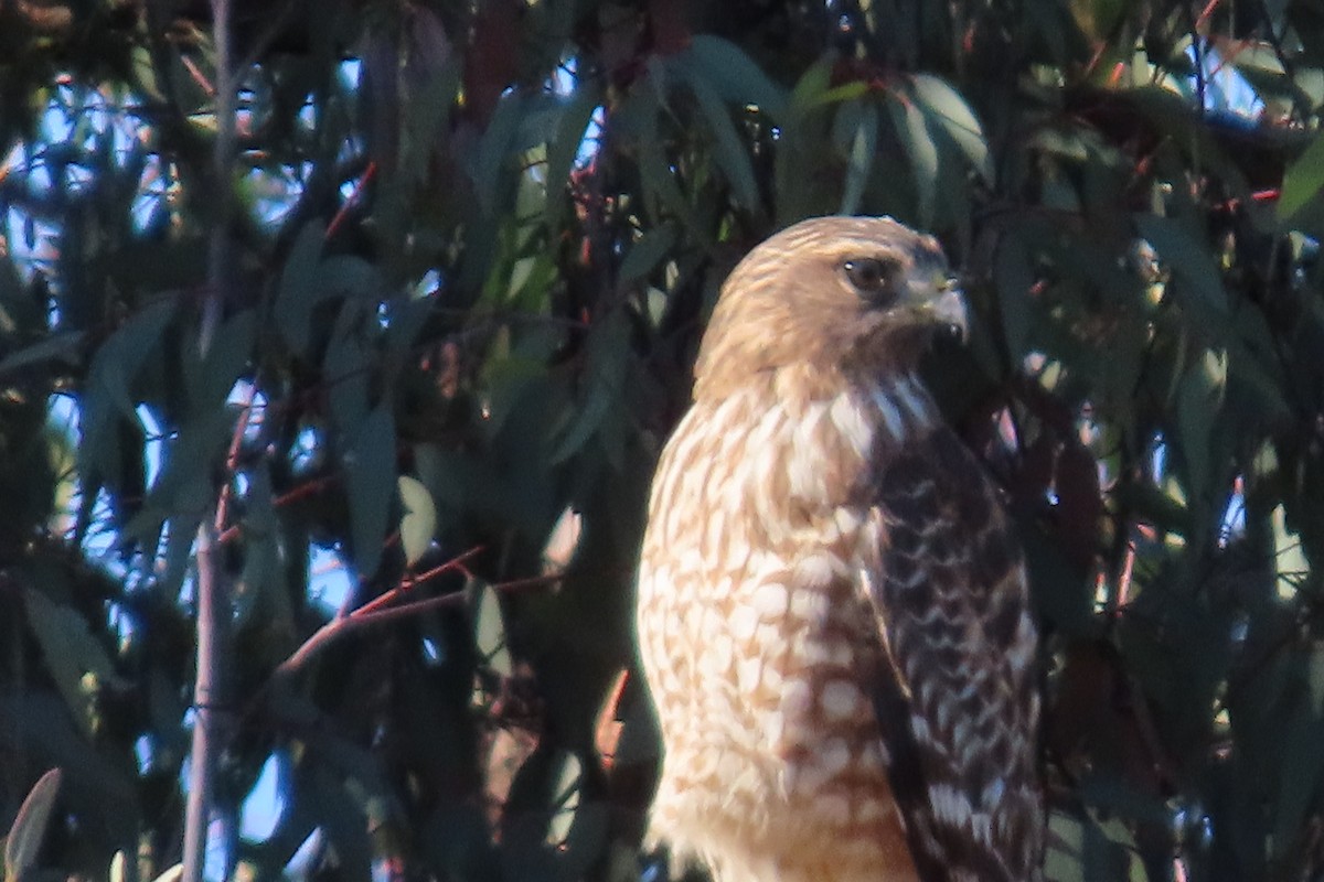 Red-shouldered Hawk - ML644279648
