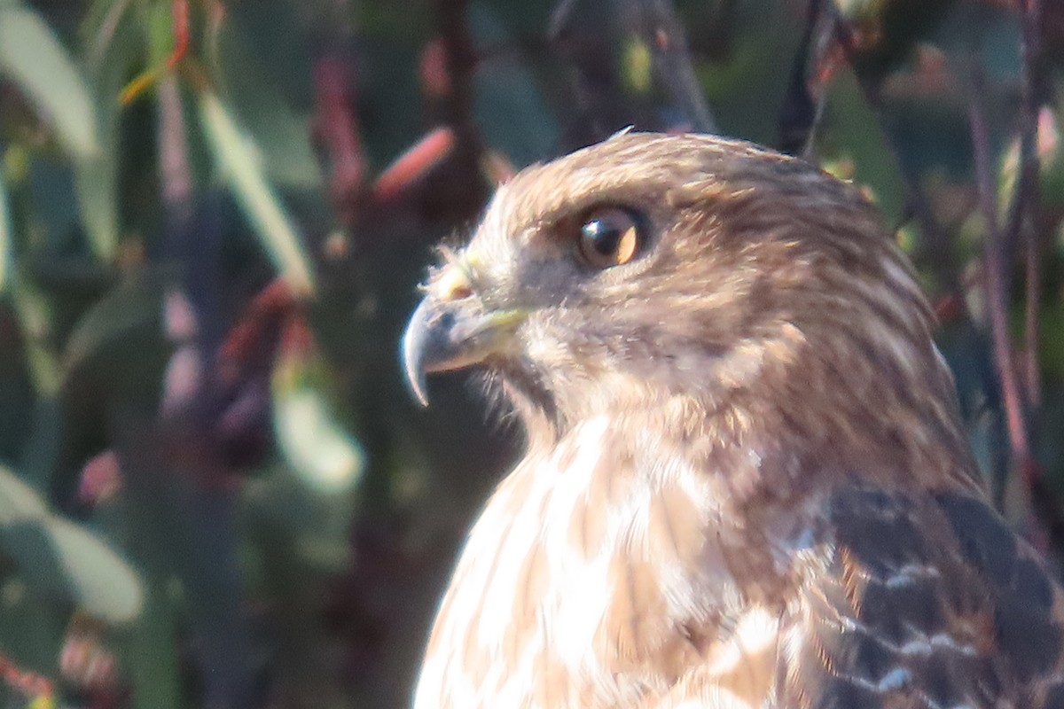 Red-shouldered Hawk - ML644279649