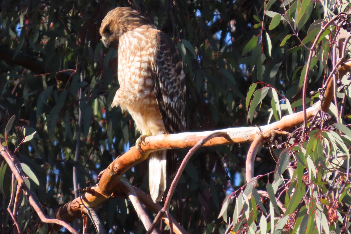 Red-shouldered Hawk - ML644279650