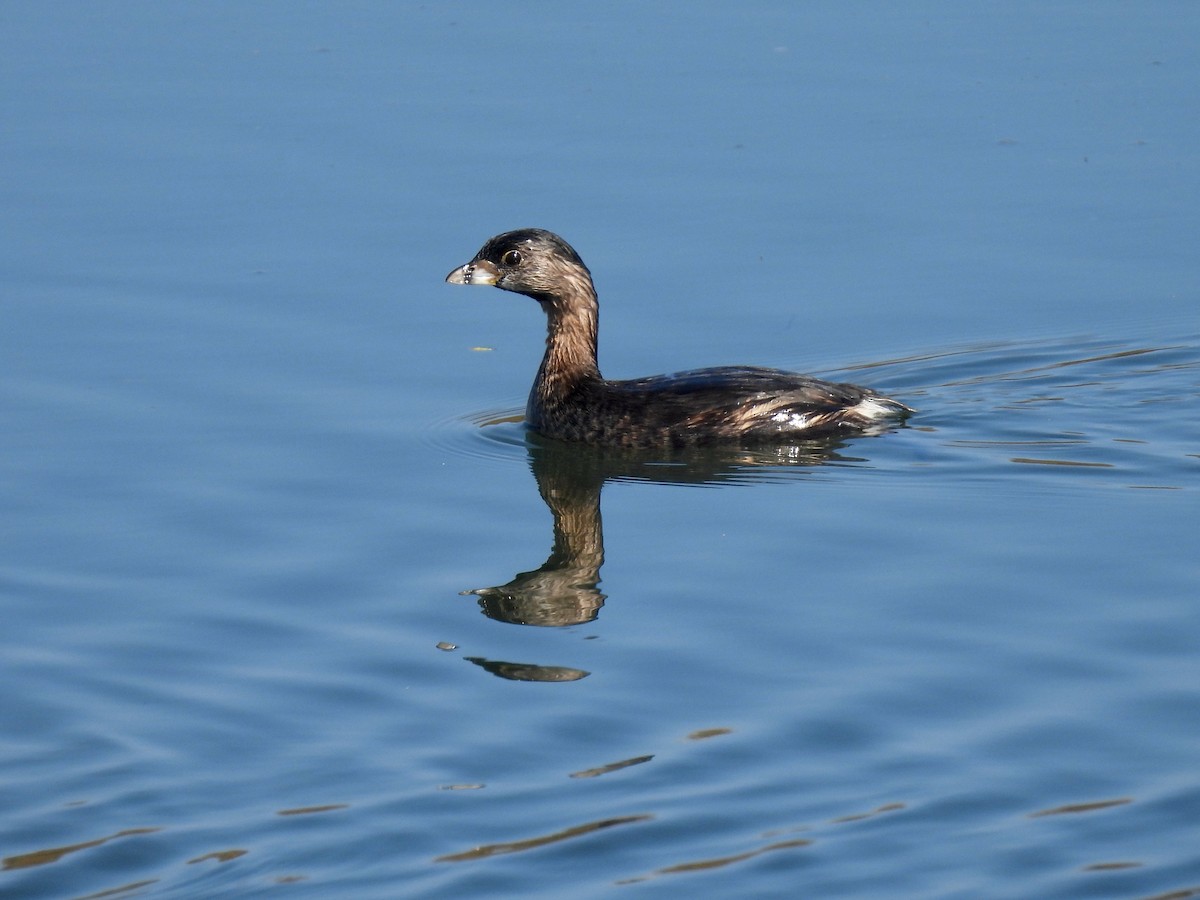 Txilinporta mokolodia - ML644279651