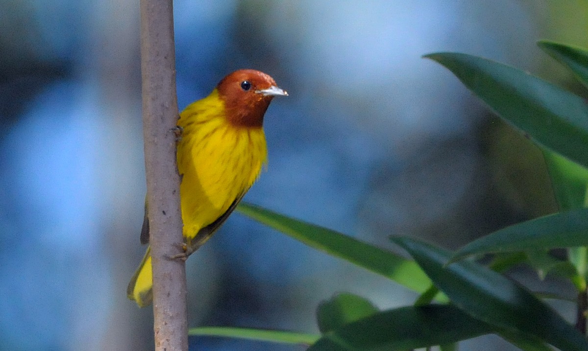 Northern/Mangrove Yellow Warbler - ML644279655