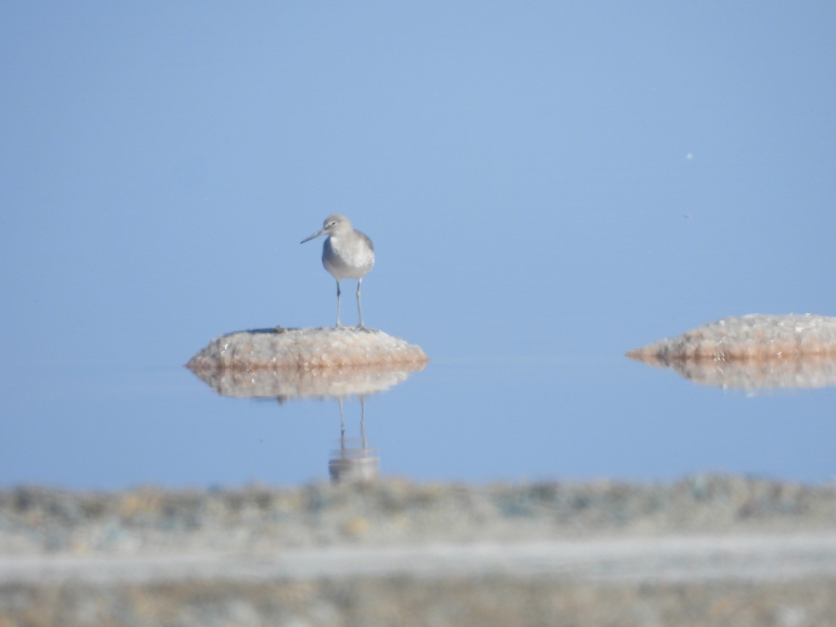 Kuliska erdipalmatua - ML644279660