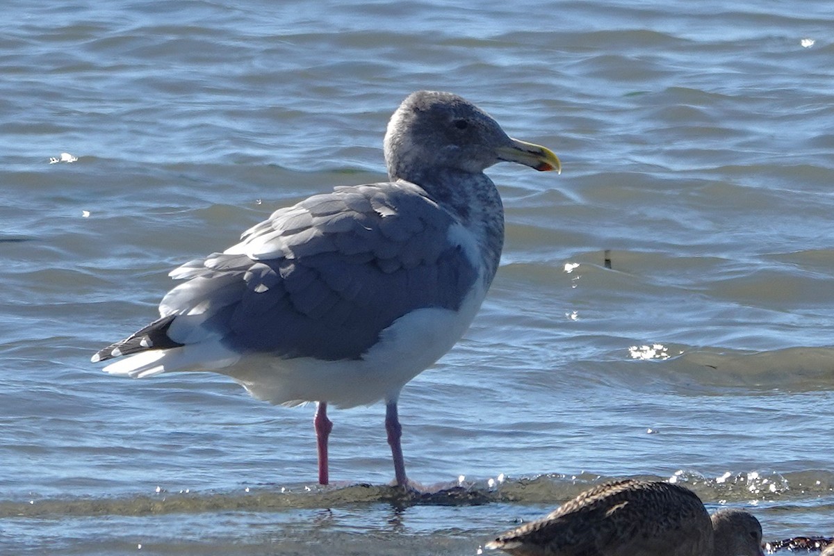 Beringo kaioa - ML644279662