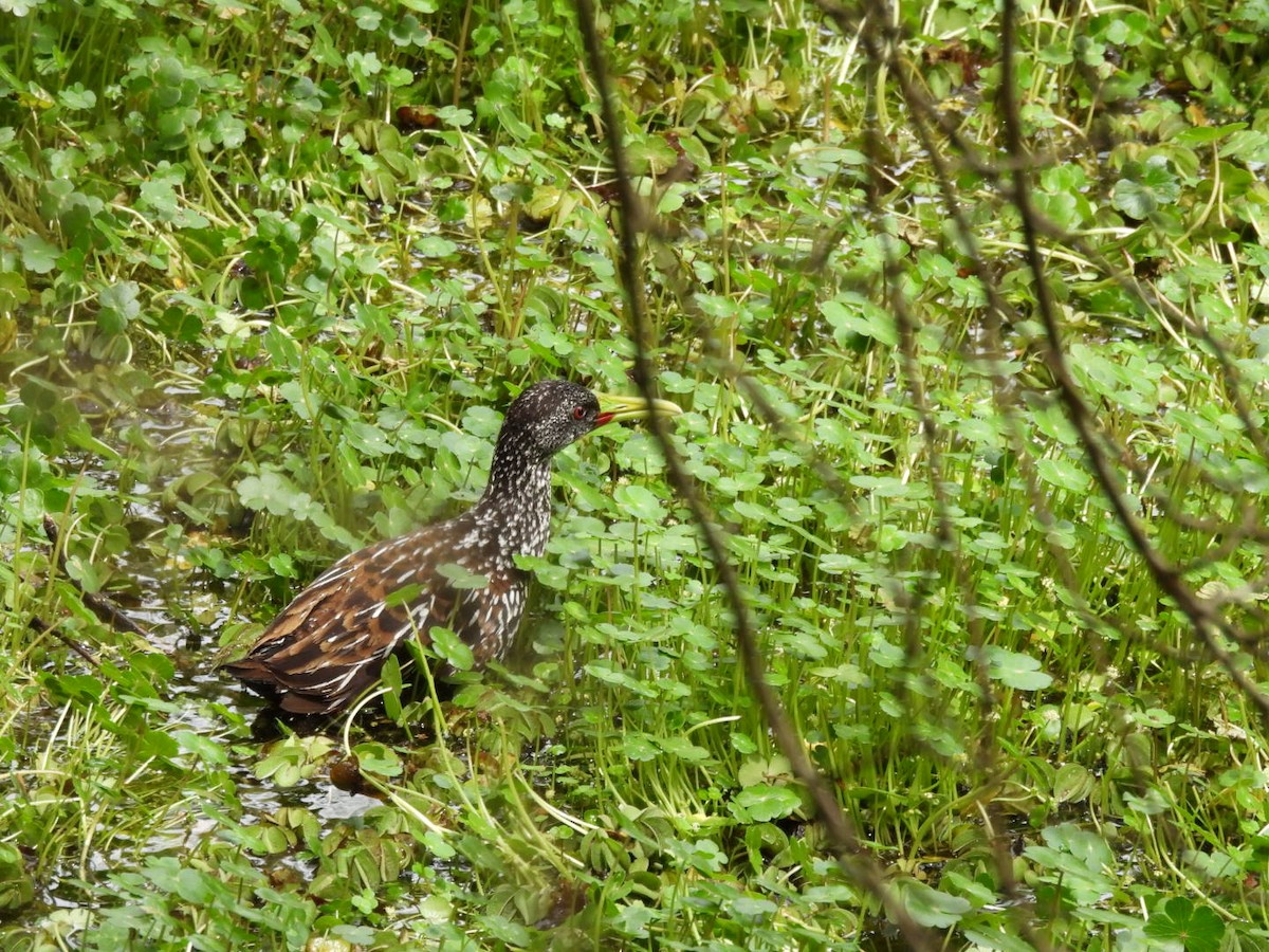 Spotted Rail - ML644279664