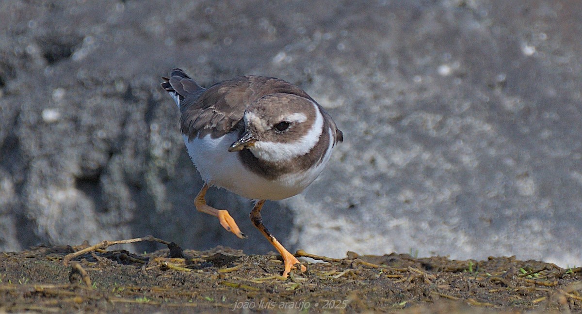 Txirritxo handia - ML644279665