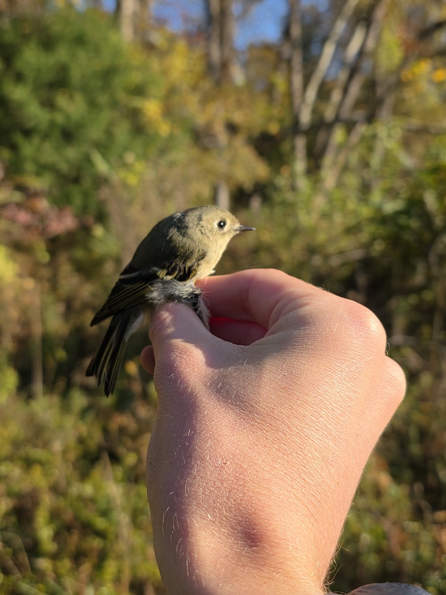 Erregetxo mottogorria - ML644279666