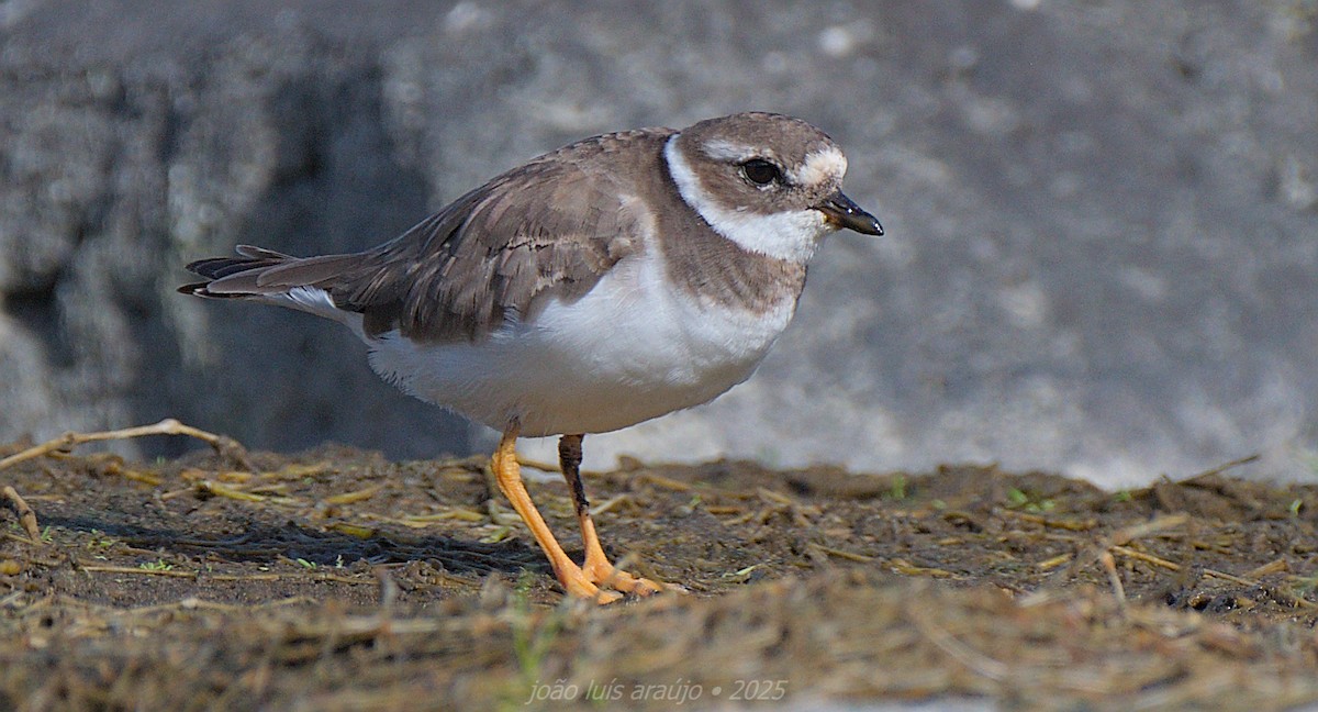 Txirritxo handia - ML644279667