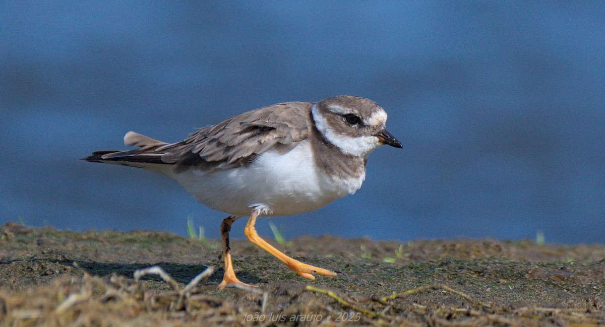 Txirritxo handia - ML644279668