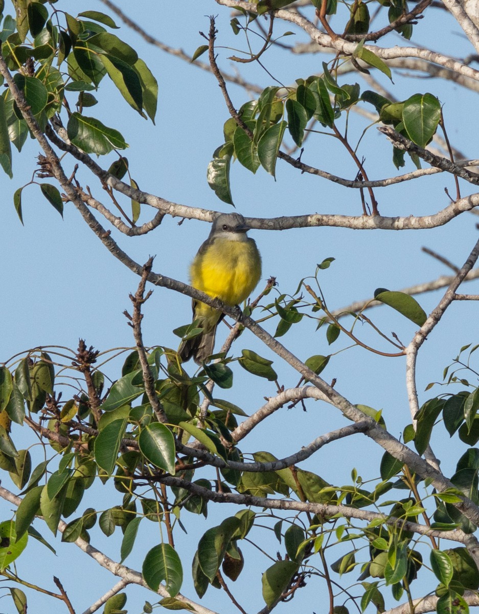 Tropical Kingbird - ML644279669