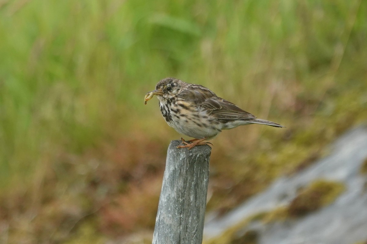 Negu-txirta - ML644279670