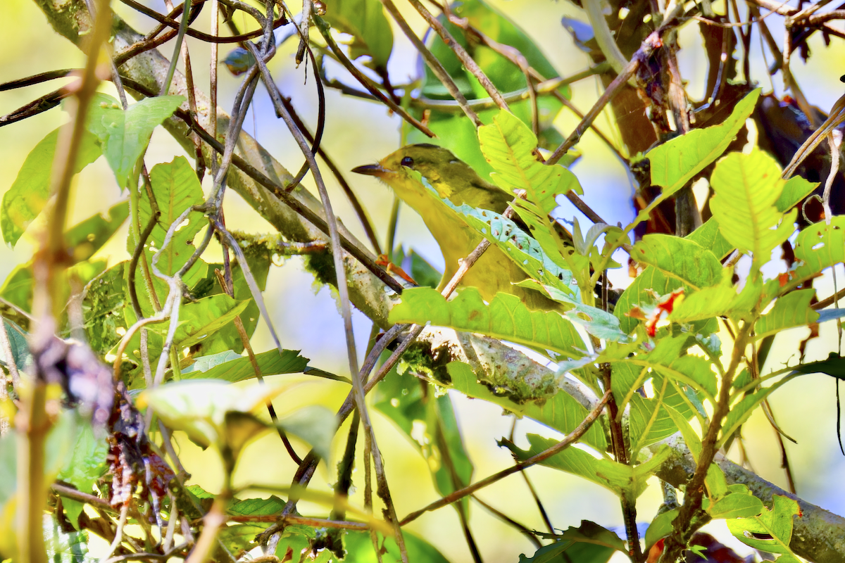 Choco Warbler - ML644279672