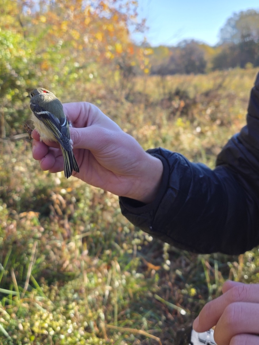 Erregetxo mottogorria - ML644279674