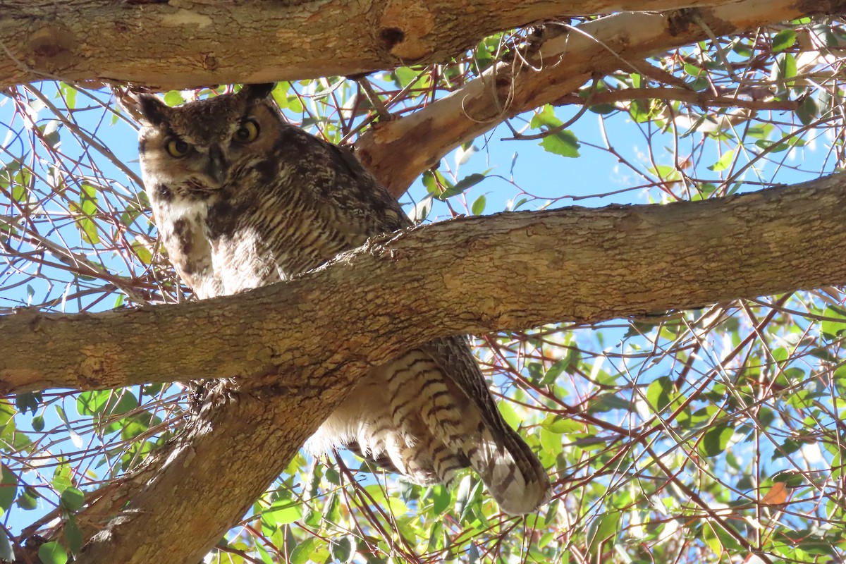 Hontz virginiarra - ML644279675