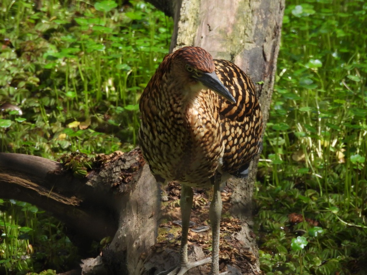 Rufescent Tiger-Heron - ML644279676
