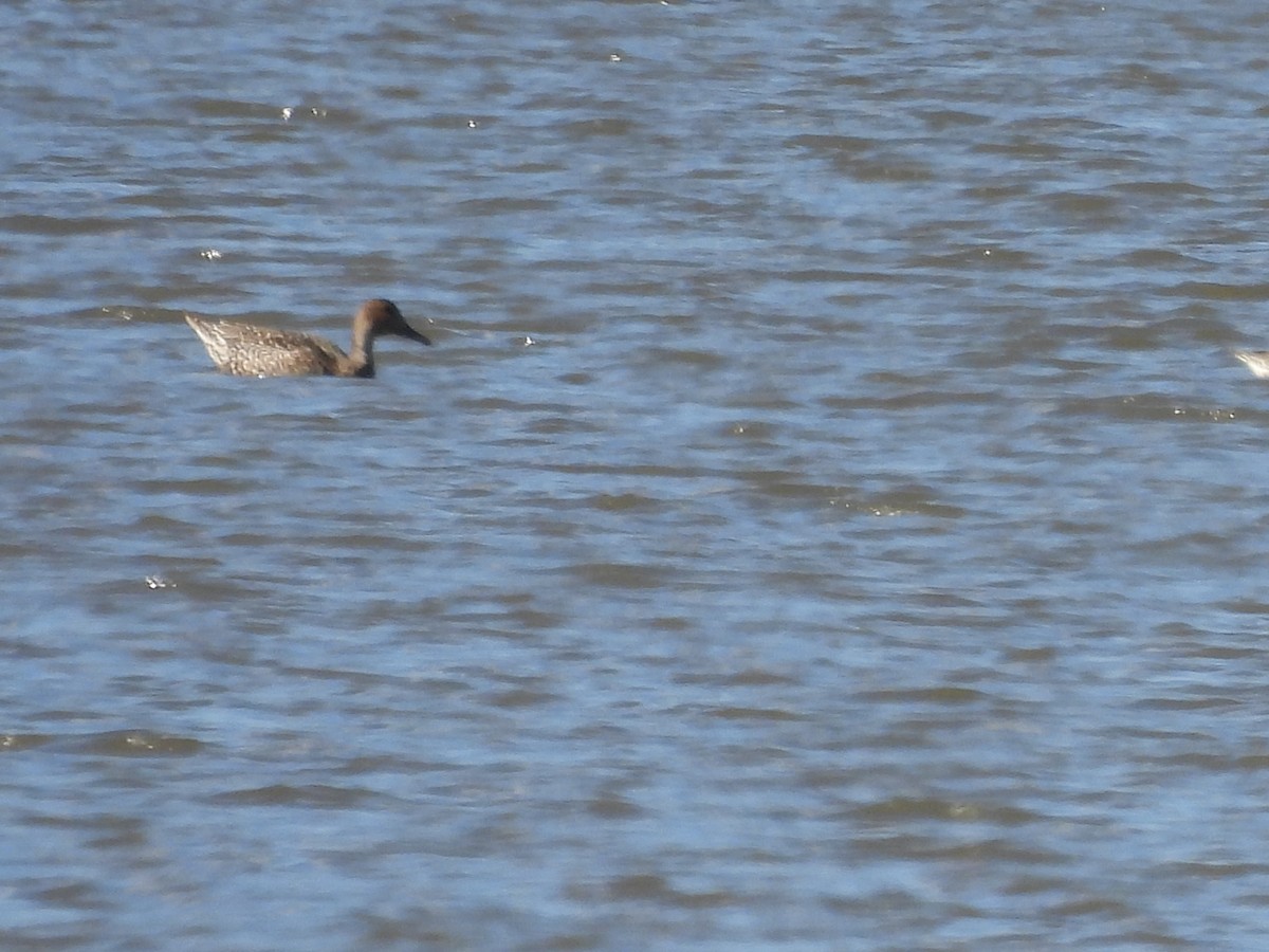 Ahate buztanluzea - ML644279677