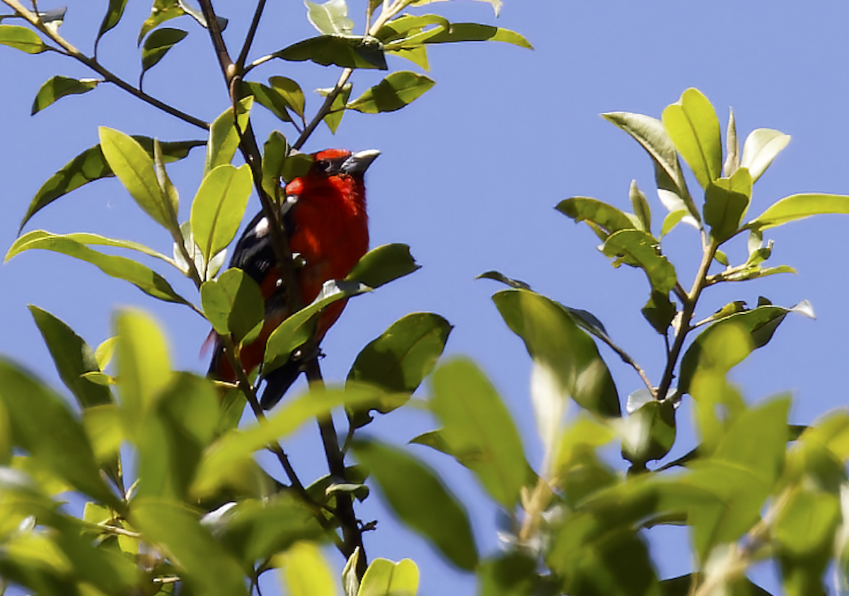 White-winged Tanager - ML644279678