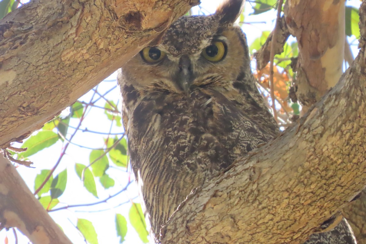 Hontz virginiarra - ML644279679