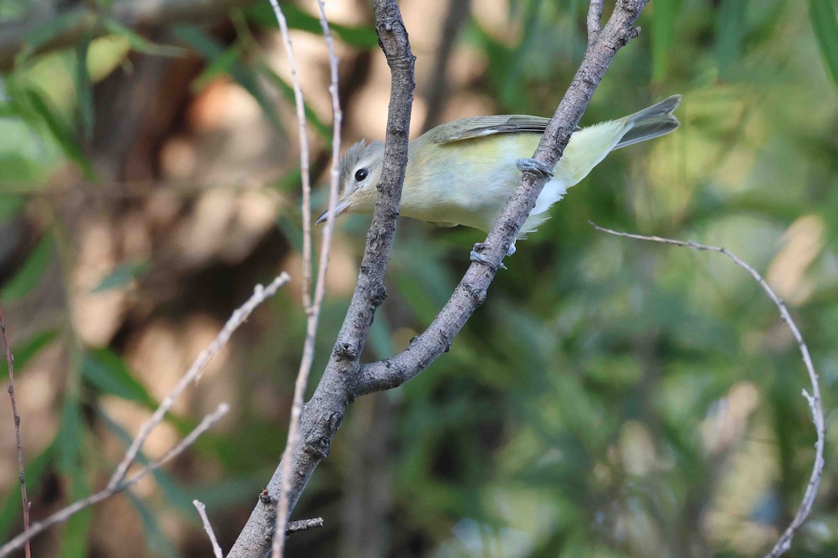 Western Warbling Vireo - ML644279680