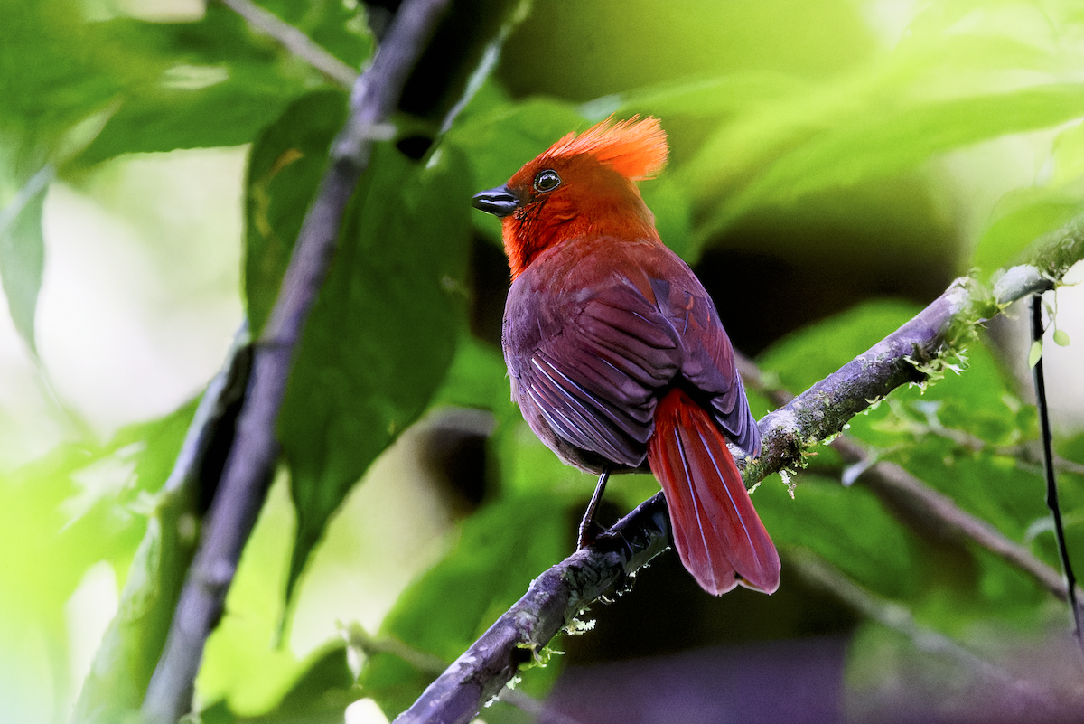 Crested Ant-Tanager - ML644279682