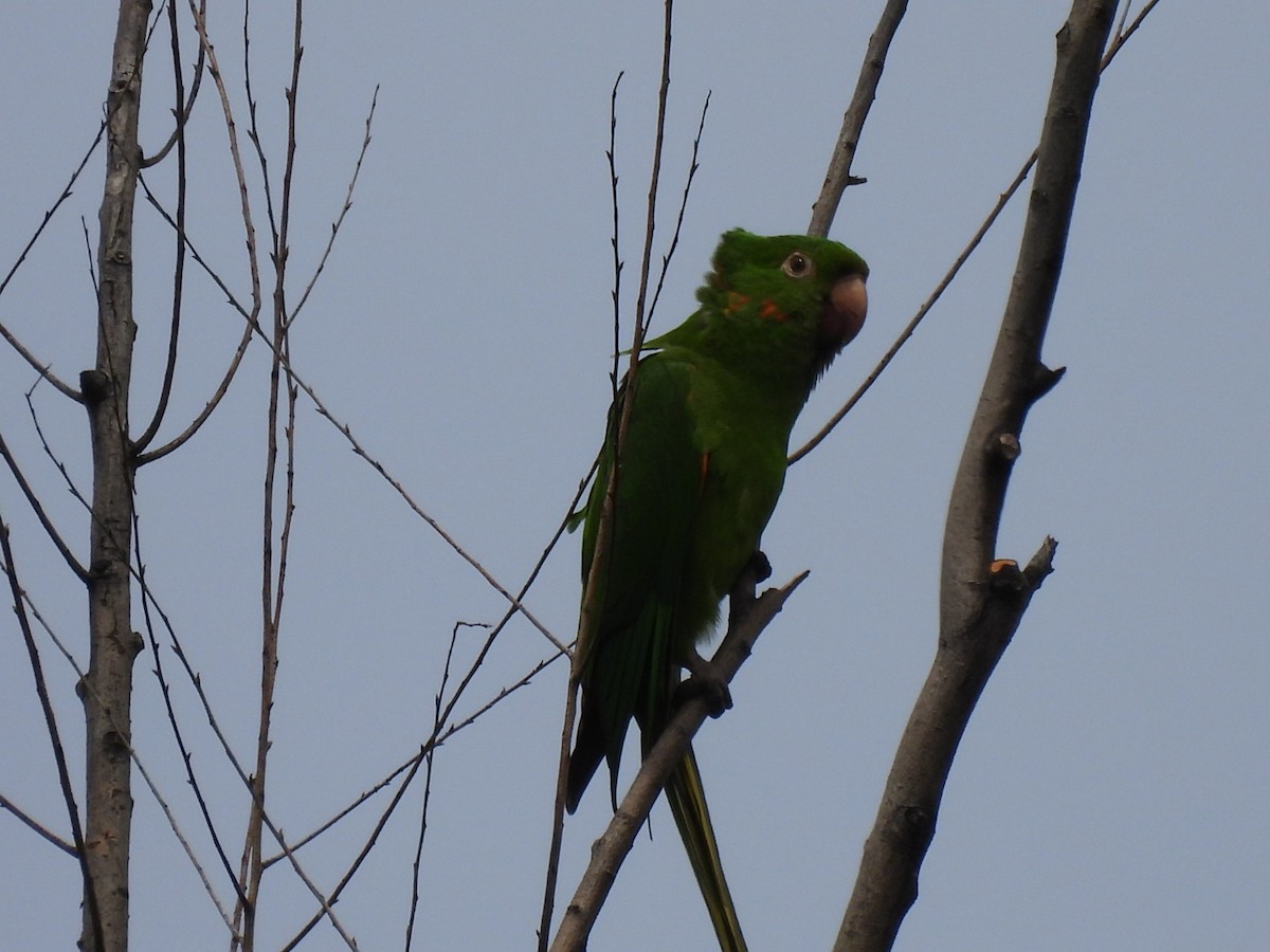 Aratinga begizuria - ML644279683