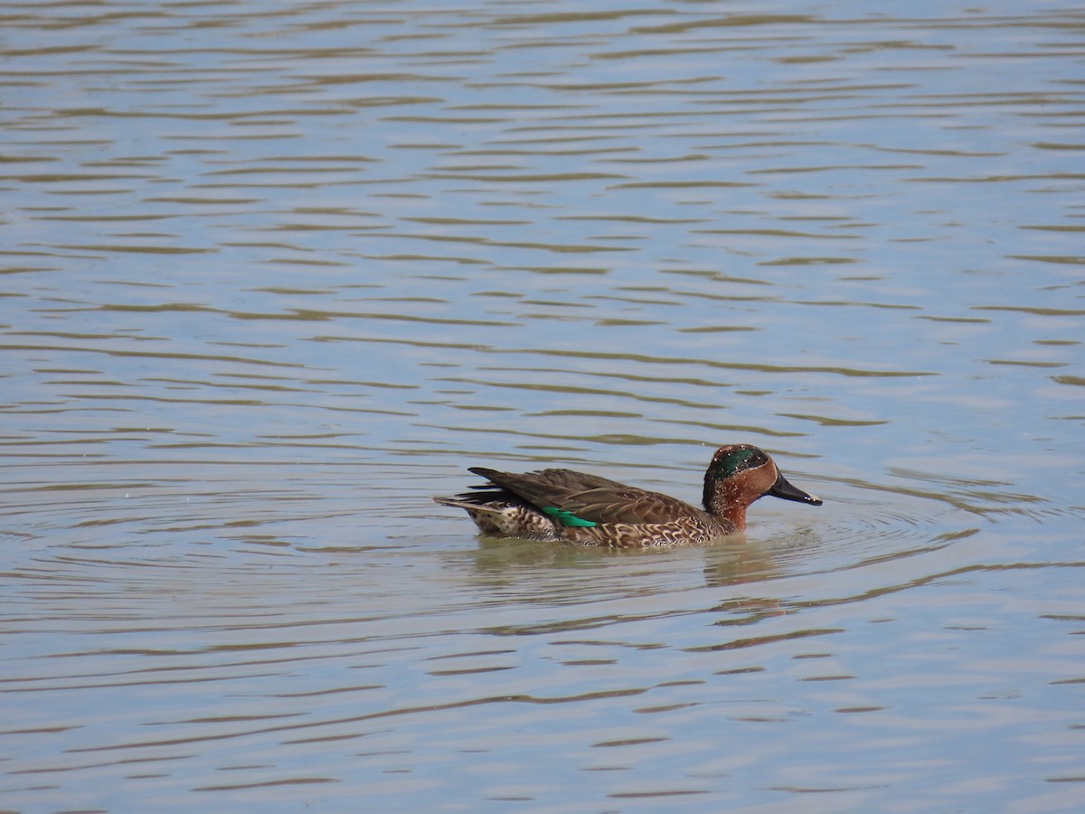 Zertzeta arrunta - ML644279684