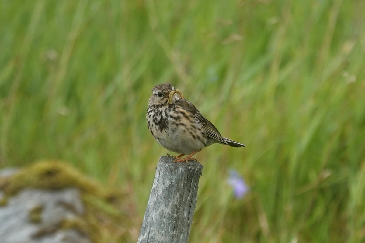 Нугын шийхнүүхэй - ML644279693