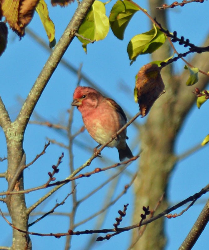 Purple Finch (Eastern) - ML644279714