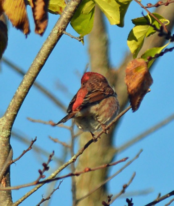 Purple Finch (Eastern) - ML644279716